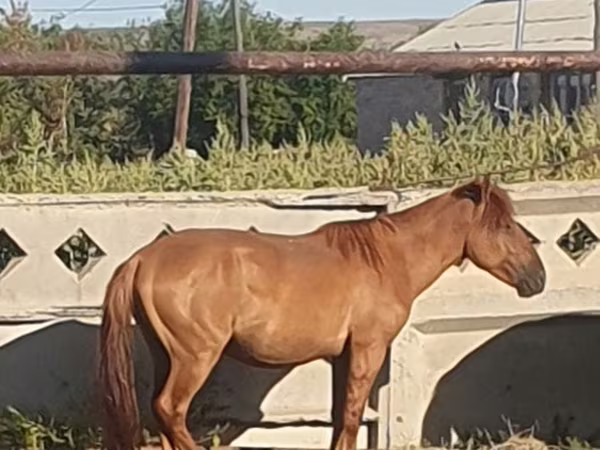 雄馬, Mugalzhar horse