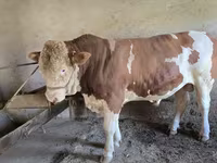 گاو نر, Simmental cattle — عکس 3
