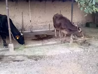 பசு, Swiss cattle — புகைப்படம் 2