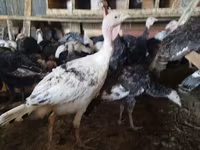 Turkeys — 사진 1