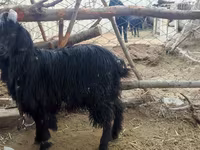 Cabra, Dagestan coarsewool goat — foto 3
