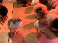 Chickens — ፎቶ 2