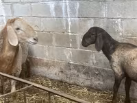 Widder, Arashan sheep — Foto 4