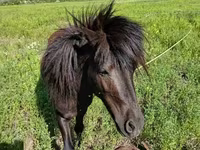 Cavalo, American shetland pony — foto 2