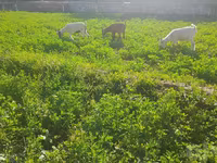 Ziege, Ziegen — Foto 1