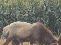 Carnero, Arashan sheep — foto 1