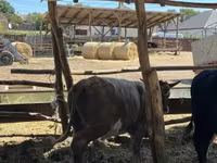 Bulle, Simmental cattle — Foto 3