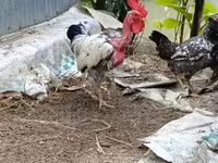 Chickens — photo 3