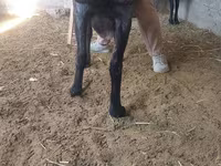 Beran, Hissar sheep — foto 3