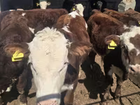 Bou, Vaca kazahă cu cap alb — foto 4