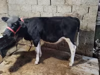 گاو نر, Russian Black pied cattle — عکس 1