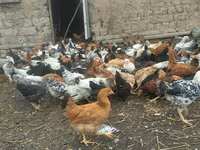 Chickens — foto 6