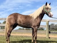 اسب نر, Rocky Mountain Horse — عکس 2