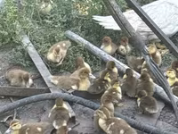 rață domestică Muscovy — foto 5