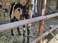 بز ماده, Beetal goats — عکس 5