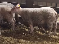 قوچ, Charollais sheep — عکس 3