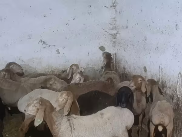Qoʻchqor, Arashan sheep