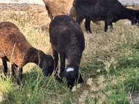 Montone, Pecore — foto 4