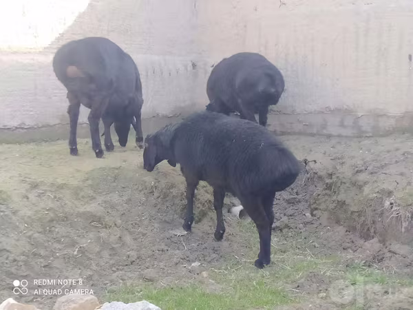 Domba jantan, Hissar sheep