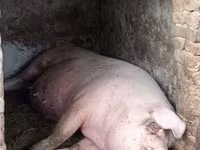 ወንድ አሣማ, Pigs — ፎቶ 2