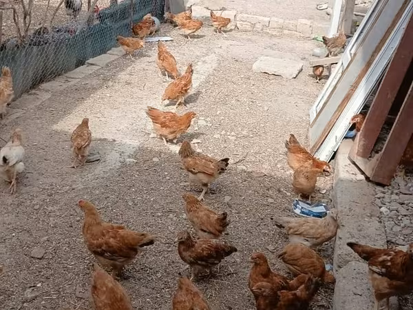 லோமான் பிரௌன்
