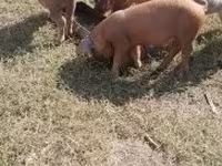 Babi hutan, Дюрок — foto 4