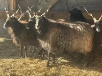 Biri-biri betina, Racka sheep — foto 2