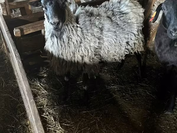Ovce, Romanov sheep