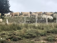 گاو ماده, Aubrac cattle — عکس 5