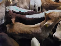 گاو نر, Simmental cattle — عکس 3