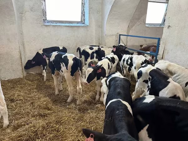 ወንድ በሬ, Holstein breed