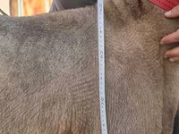 Kambing jantan, Arashan sheep — foto 6