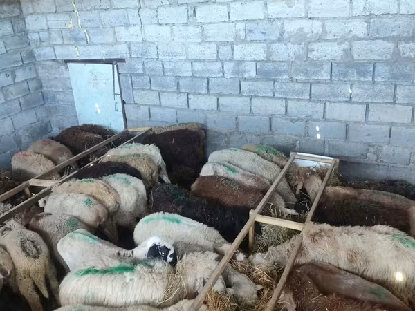মেষী, Beulah Speckled face sheep