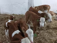 Toro, Simmental cattle — foto 4