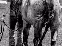 Horse (M), Quarter Horse — photo 6