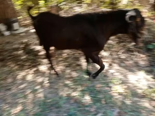Goat, Goats — Kyrgyzstan