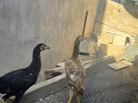 Chickens — fotografija 2
