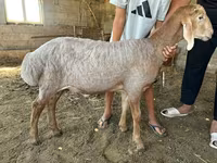 Koç, Arashan sheep — foto 4