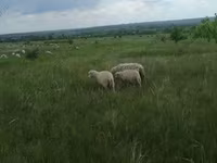 मेढ़ा, Merino sheep — फ़ोटो 7