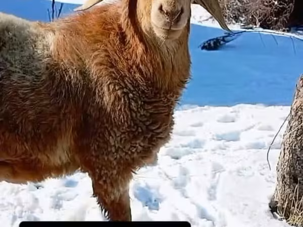 مینڈھا, Arashan sheep