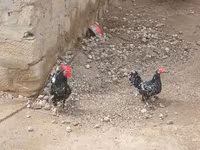Chickens — عکس 3