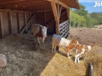 گاو ماده, Simmental cattle — عکس 2