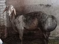 Ovan, Hissar sheep — fotografija 5