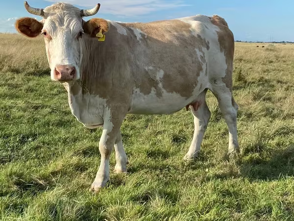 Үнээ, Simmental cattle