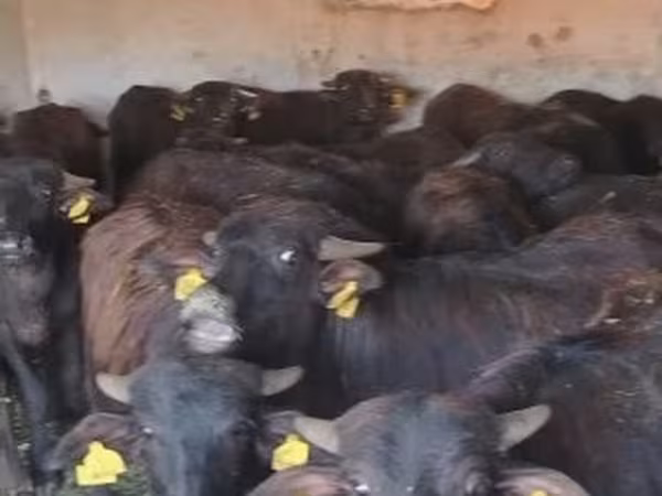 Skot (série, pohlaví neuvedeno), Africký buvol