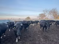 วัวตัวเมีย, Swiss cattle — รูปภาพ 8