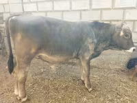 Говбуз, Swiss cattle — акс 1