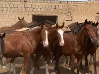ঘোড়া, Kazakh horse — ছবি 1
