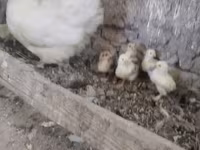 Chickens — 사진 2