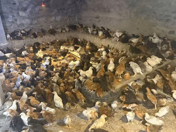 Chickens